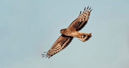 harrier bird